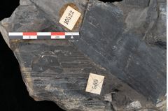 Foto (Detailansicht) von Laccopteris muensteri Schenk (NHMW-GEO-2024-0188-10523)